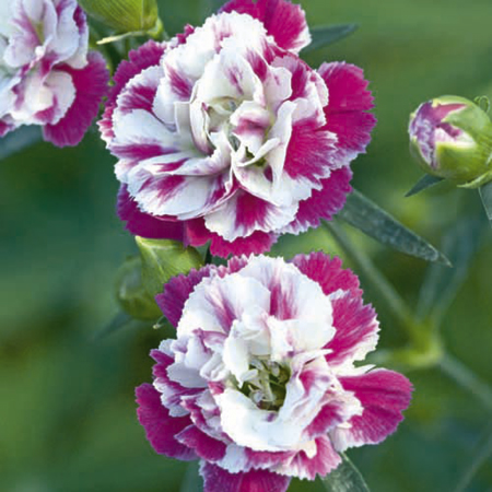 Unbranded Dianthus Pink Heaven Plants Pack of 3 Potted