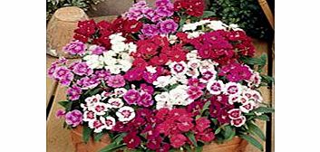 Unbranded Dianthus Plants - Ideal Mix