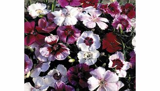 Unbranded Dianthus Seeds - Sugar Baby Mixed