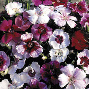 Unbranded Dianthus Sugar Baby Mix Seeds