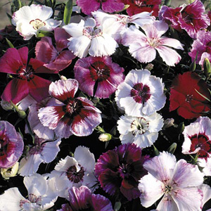 This superb variety has large flowers in a wide colour range. The single blooms  with contrasting ri
