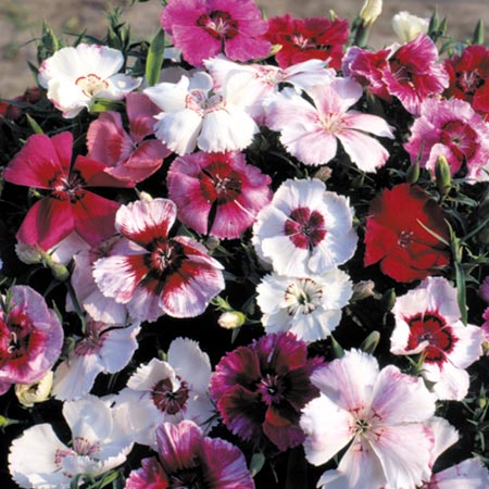 Unbranded Dianthus Sugar Baby Mixed Seeds Average Seeds 350
