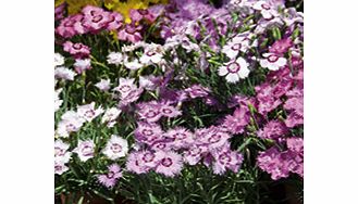 Unbranded Dianthus Sweetness Mixed Plants