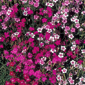 Unbranded Dianthus Twinkletoes Mix Seeds