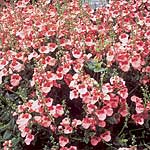 Unbranded Diascia Barberae Apricot Queen Seeds 419949.htm