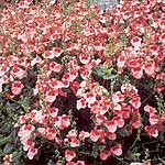 Unbranded Diascia Barberae Apricot Queen Seeds