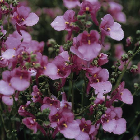 Unbranded Diascia Barberae Pink Queen Seeds Average Seeds