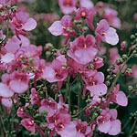 Unbranded Diascia Barberae Pink Queen Seeds