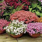 Diascias have recently shown a resurgence in popularity  and deservedly so. The spreading plants soo