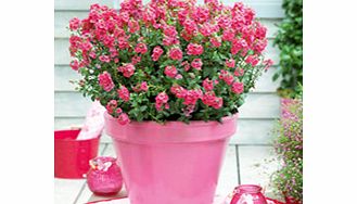 Unbranded Diascia Plant - Sundiascia Orange