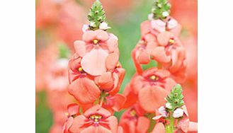 Unbranded Diascia Plant - Sundiascia Rose Pink