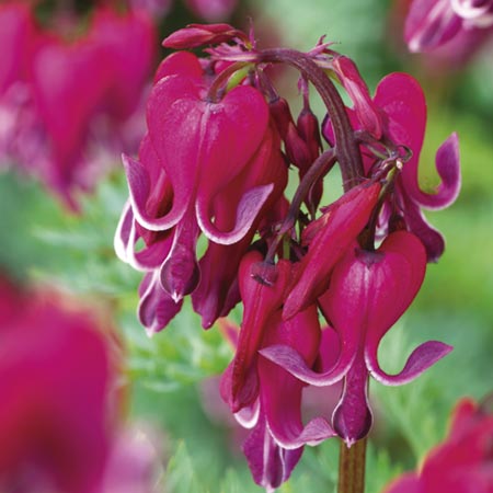 Unbranded Dicentra Burning Hearts Pack of 3 Pot Ready Plants