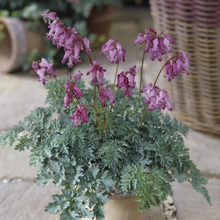 Unbranded Dicentra Candy Hearts Pack of 3 Pot Ready Plants