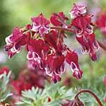 Unbranded Dicentra Hearts Potted Plants - Burning Hearts