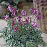 Unbranded Dicentra Hearts Potted Plants - Candy Hearts