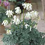 Unbranded Dicentra Hearts Potted Plants - Ivory Hearts