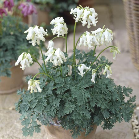 Unbranded Dicentra Ivory Hearts Pack of 3 Pot Ready Plants