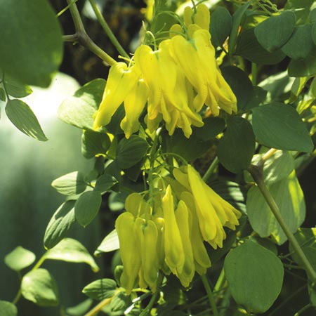 Unbranded Dicentra Scandens Golden Tears Seeds 10 Seeds
