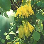 Unbranded Dicentra Scandens Golden Tears Seeds 425665.htm