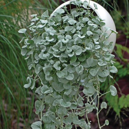 Unbranded Dichondra Silver Falls Plants Pack of 12 Pot