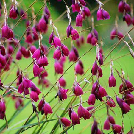 Unbranded Dierama Blackbird Plants Pack of 3 Potted Plants