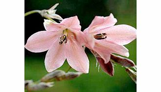Unbranded Dierama Plant - Igneum