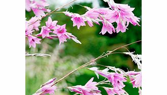 Unbranded Dierama Plant - Pink Rocket