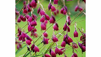 Unbranded Dierama Plant Collection