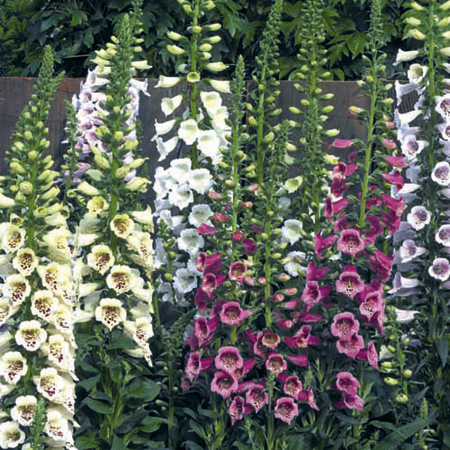 Unbranded Digitalis Camelot Mixed Plants Pack of 16 Pot