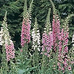 Unbranded Digitalis Excelsior Strain Seeds 425703.htm