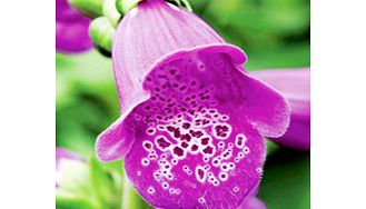 Unbranded Digitalis Plant - Dalmation Purple