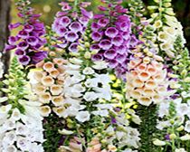 Unbranded Digitalis Plants - Dalmatian Mix