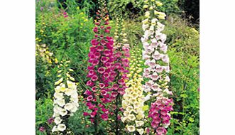 Unbranded Digitalis Seeds - Excelsior Strain