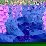 An unusual strawberry-rose coloured variety  reselected from the wild species. The strong  stocky pl