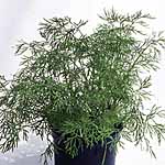 Unbranded Dill Bouquet Seeds 436111.htm