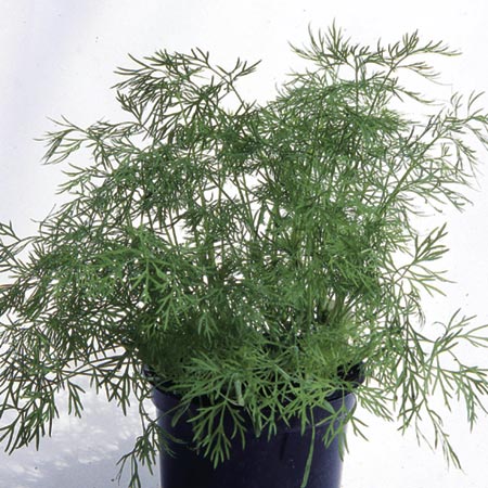 Unbranded Dill Bouquet Seeds Average Seeds 460