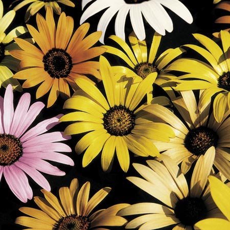 Unbranded Dimorphotheca Palm Spring Mixed Seeds Average