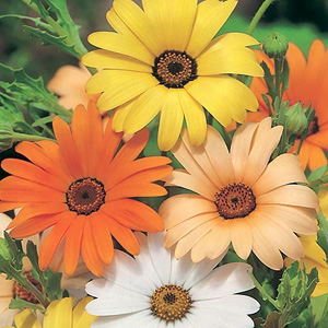 Unbranded Dimorphotheca Summer Time Mix Seeds