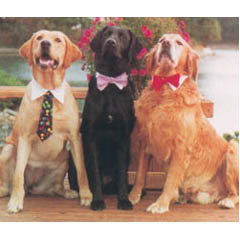 Unbranded DISC Pet Ties and Bow Ties