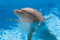 Discovery Cove Non Swim and 7 Day Busch Gardens