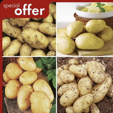 Unbranded Dobies Potato Connoisseurs Collection Pack of 35