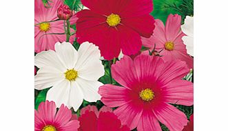 Unbranded Dobies Value Flower Seed Collection - Bee Friendly