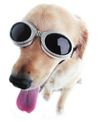 Unbranded Doggles (ILS Large Champagne)