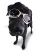 Protect your poochs eyes from harmful UV rays and