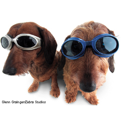 Unbranded Doggles Pee Wee (Small)