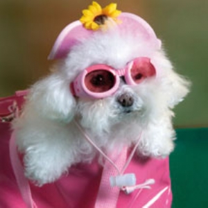 Unbranded Doggy Bag Card