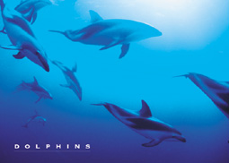 This Keyring measures 50 by 35mm. One of a range of Keyrings available at Oneposter.com