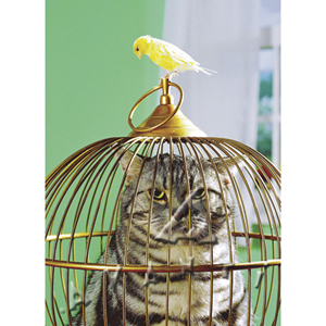 Unbranded Dont Ask Card