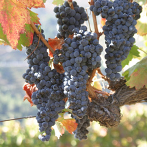 Unbranded Douro Region Wine Tour - Adult