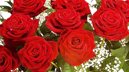 Dozen red roses